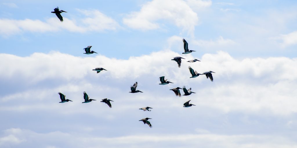How to Photograph the Beauty of Wildlife